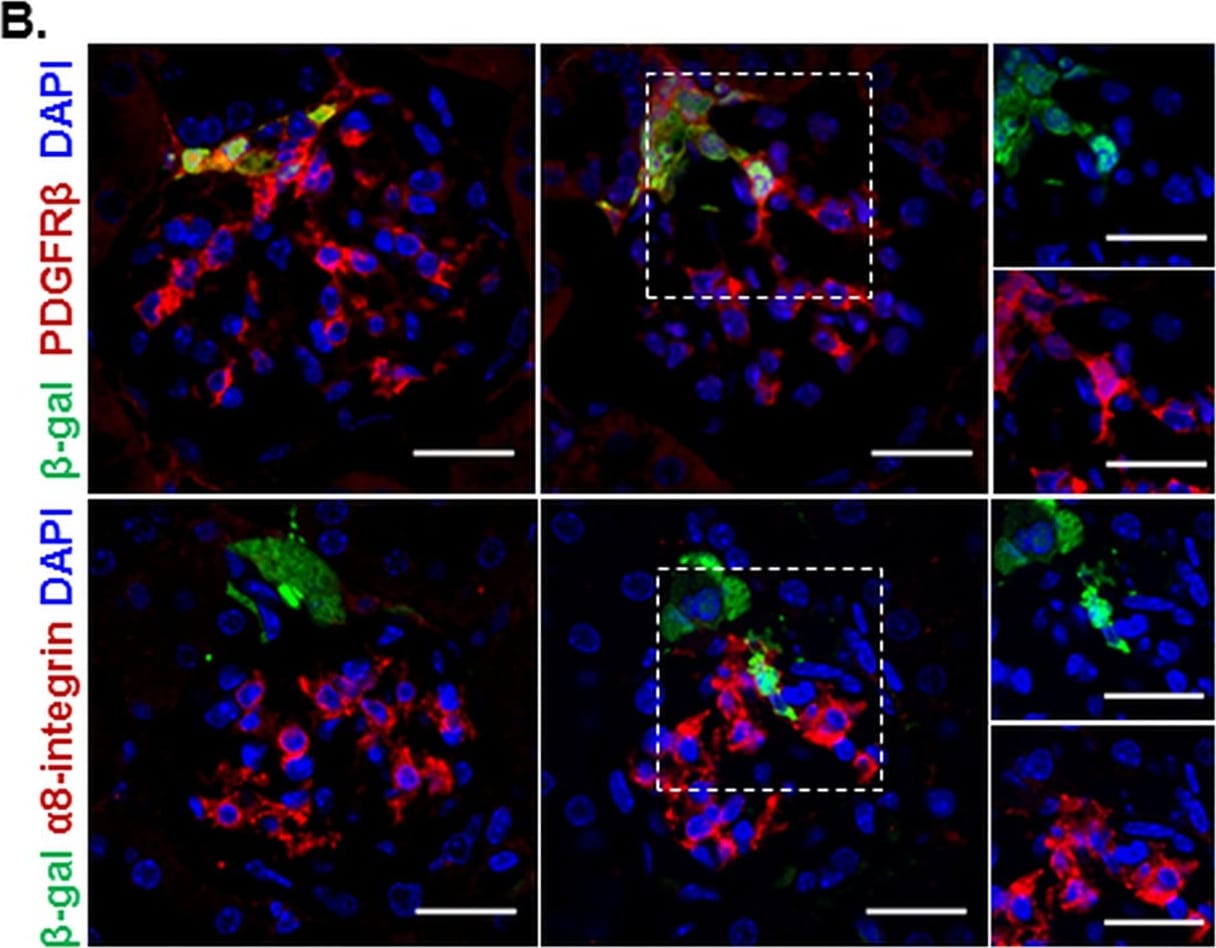 Detection of Mouse Integrin alpha 8 by Immunocytochemistry/Immunofluorescence