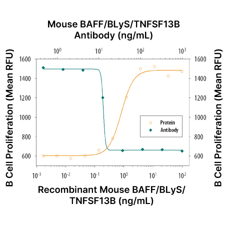 Line graph showing dose dependent BAFF-induced mouse B cell proliferation and neutralization with an anti-mouse BAFF antibody.)
