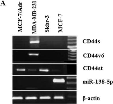 Detection of CD44s Pan Specific by Western Blot