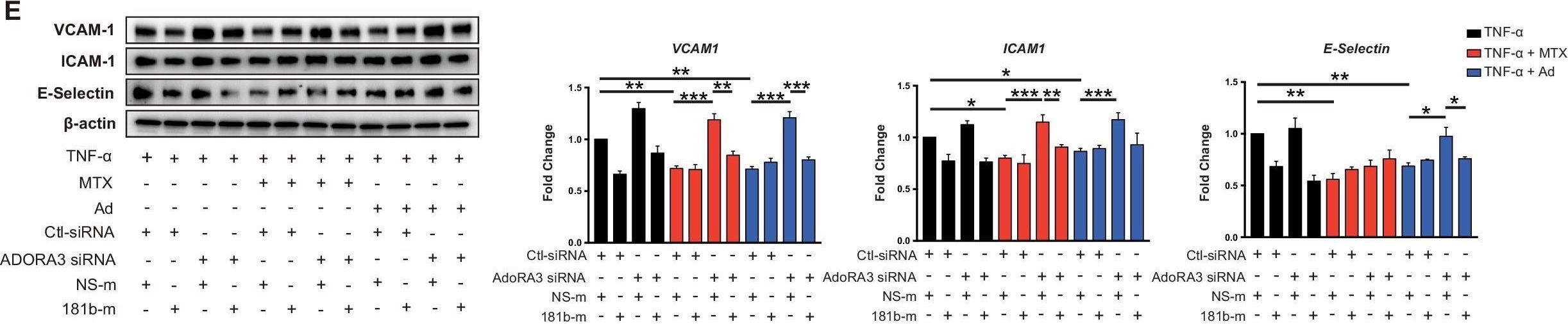Detection of E-Selectin/CD62E by Western Blot