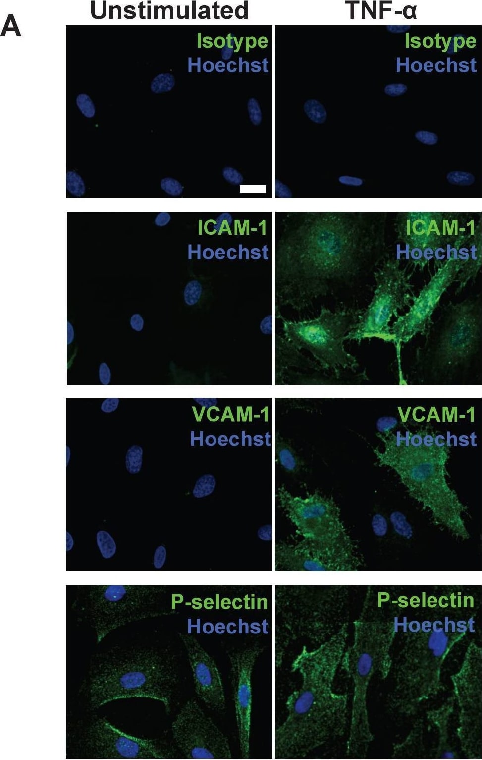 Detection of P-Selectin/CD62P by Immunocytochemistry/ Immunofluorescence