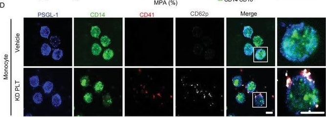 Detection of P-Selectin/CD62P by Immunocytochemistry/ Immunofluorescence