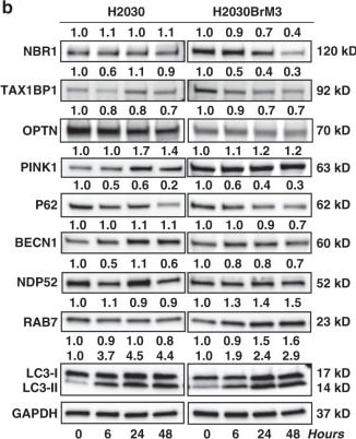 PINK1 Antibody - BSA Free