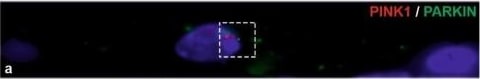 PINK1 Antibody - BSA Free