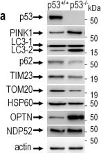 PINK1 Antibody - BSA Free