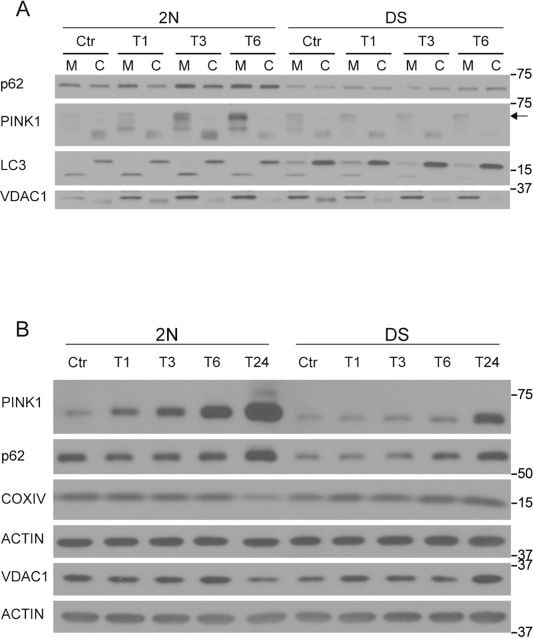 PINK1 Antibody - BSA Free
