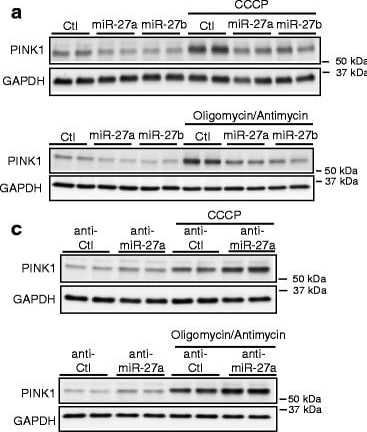 PINK1 Antibody - BSA Free