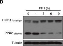 PINK1 Antibody - BSA Free