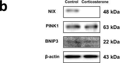 PINK1 Antibody - BSA Free