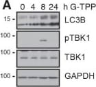 PINK1 Antibody - BSA Free