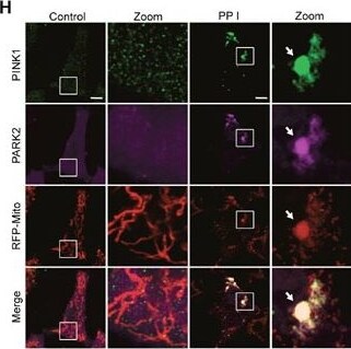 PINK1 Antibody - BSA Free
