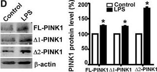PINK1 Antibody - BSA Free
