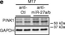 PINK1 Antibody - BSA Free
