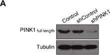 PINK1 Antibody - BSA Free