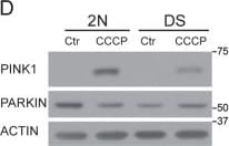 PINK1 Antibody - BSA Free