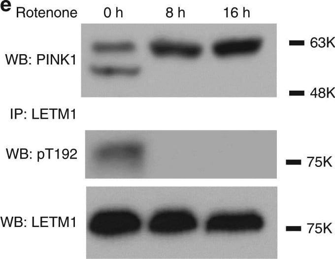PINK1 Antibody - BSA Free