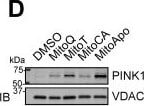 PINK1 Antibody - BSA Free