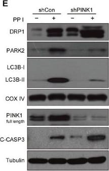 PINK1 Antibody - BSA Free