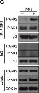 PINK1 Antibody - BSA Free
