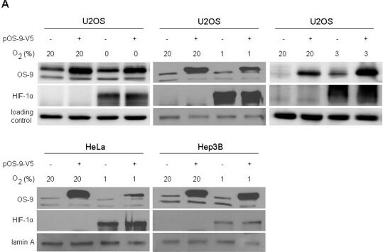 OS9 Antibody