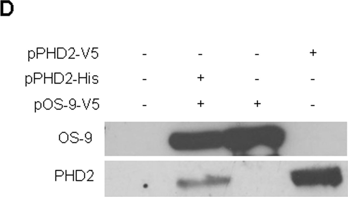 OS9 Antibody