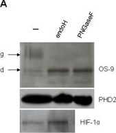 OS9 Antibody