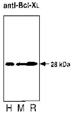 Western Blot: bcl-x Antibody (2H12) [NBP3-11881]