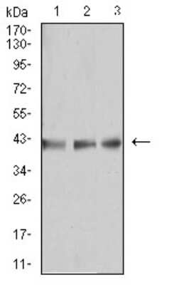 Western Blot: beta-1,3-Glucuronyltransferase 1/B3GAT1 Antibody (3B8B10)BSA Free [NBP2-61708]