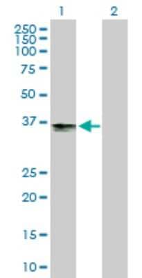 Western Blot: beta-1,3-Glucuronyltransferase 3/B3GAT3 Antibody [H00026229-B01P]