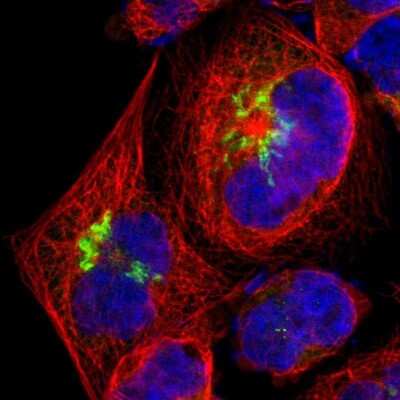 Immunocytochemistry/ Immunofluorescence: beta-1,4-Galactosyltransferase 1/B4GalT1 Antibody [NBP1-88654]