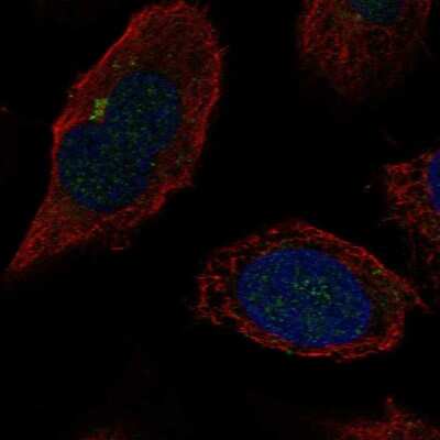 Immunocytochemistry/ Immunofluorescence: beta-1,4-Galactosyltransferase 2/B4GalT2 Antibody [NBP2-58906]