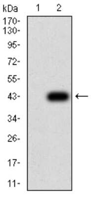 Western Blot: beta-2 Adrenergic R/ADRB2 Antibody (4A6C9)BSA Free [NBP2-61711]