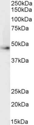 Western Blot: beta-2 Adrenergic R/ADRB2 Antibody [NB100-2424]