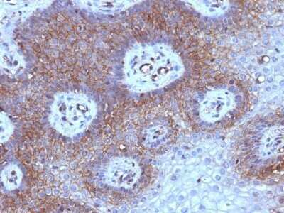 Immunohistochemistry-Paraffin: beta 2-Microglobulin Antibody (B2M/961) - Azide and BSA Free [NBP2-47704]