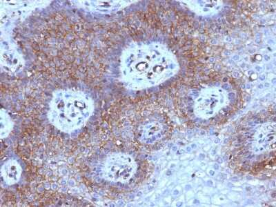 Immunohistochemistry-Paraffin: beta 2-Microglobulin Antibody (B2M/961) [NBP2-44471]