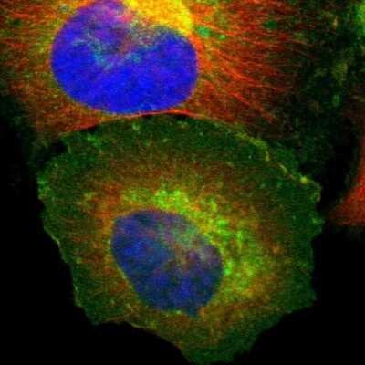 Immunocytochemistry/ Immunofluorescence: beta 2-Microglobulin Antibody [NBP1-87482]