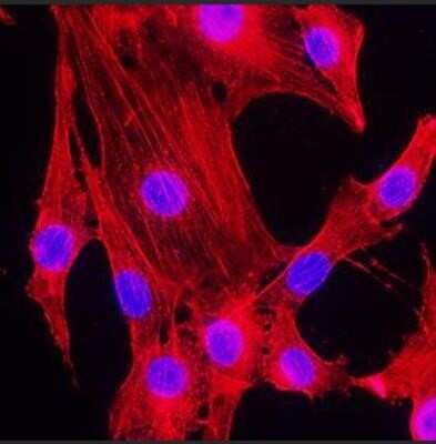 Immunocytochemistry/ Immunofluorescence: beta-Actin Antibody (8H10D10) - Azide and BSA Free [NBP2-80595]