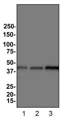 Western Blot: beta-Actin Antibody (8H10D10)Azide and BSA Free [NBP2-80595]
