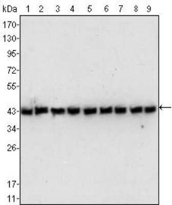 Western Blot: beta-Actin Antibody (8H10D10)Azide and BSA Free [NBP2-80595]