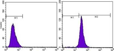 Flow Cytometry: beta-Actin Antibody (8H10D10) - BSA Free [NBP1-47423]