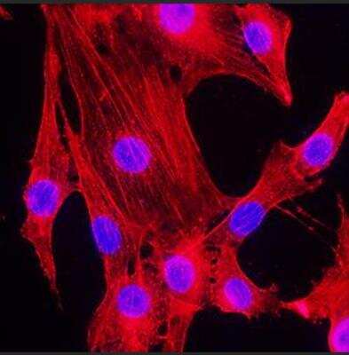 Immunocytochemistry/ Immunofluorescence: beta-Actin Antibody (8H10D10) - BSA Free [NBP1-47423]