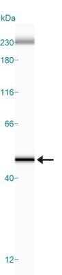 Simple Western: beta-Actin Antibody (8H10D10)BSA Free [NBP1-47423]