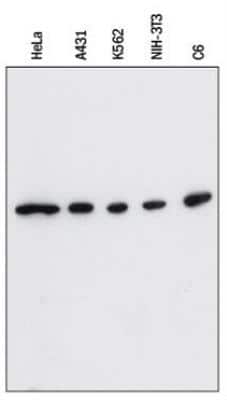 Western Blot: beta-Actin Antibody (8H10D10)BSA Free [NBP1-47423]