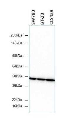Western Blot: beta-Actin Antibody (8H10D10)BSA Free [NBP1-47423]