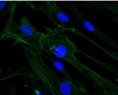 Immunocytochemistry/ Immunofluorescence: beta-Actin Antibody (AC-15) - BSA Free [NB110-67828]