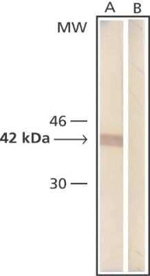 Western Blot: beta-Actin Antibody (AC-15)BSA Free [NB110-67828]