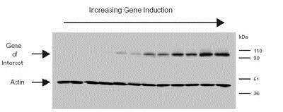 Western Blot: beta-Actin Antibody (AC-15) [NB600-501]