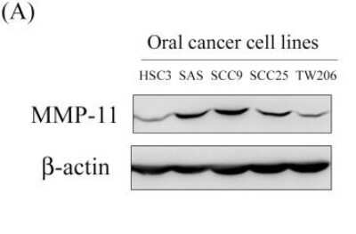 Western Blot: beta-Actin Antibody (AC-15) [NB600-501]
