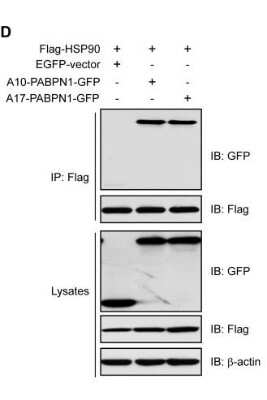 Western Blot: beta-Actin Antibody (AC-15) [NB600-501]