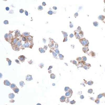 Immunocytochemistry/ Immunofluorescence: beta-Actin Antibody (BLR057F) [NBP2-76367]
